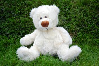 White teddy-bear sitting in grass