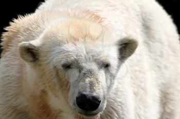 polar white bear
