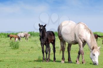 White horse and black foal on pasture