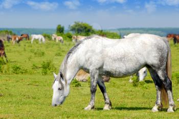 Nature scene with white horse on pasture