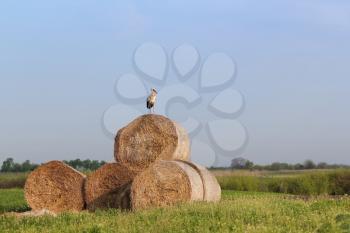 white stork standing on straw bale