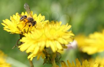 bee on yellow dandelion
