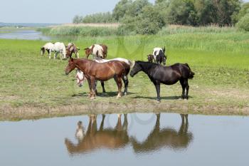 horses standing on river bank 