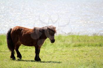brown pony horse on riverside