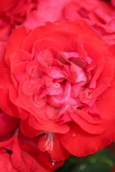 red rose flower close up