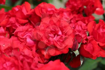 red roses garden