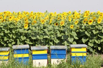 bee hive and sunflowers field