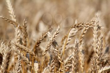 golden wheat close up summer scene