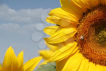 summer scene sunflowers and bee