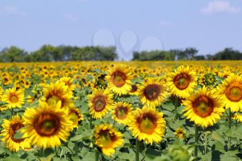 bright sunflower field summer landscape