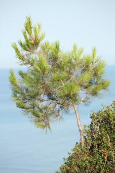 pine tree above the sea