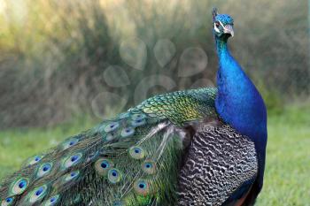beautiful peacock with colorful feathers