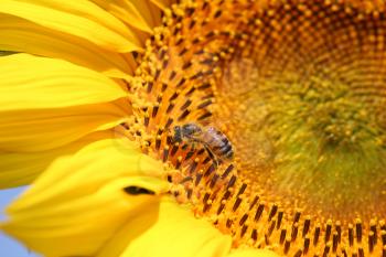 bee on sunflower summer nature scene
