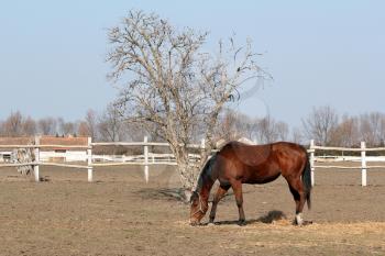 brown horse in corral ranch scene