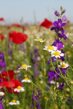 colorful wild flowers nature spring scene