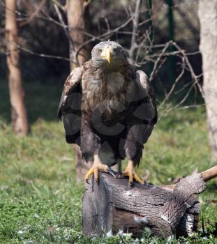 European white tailed eagle wildlife scene