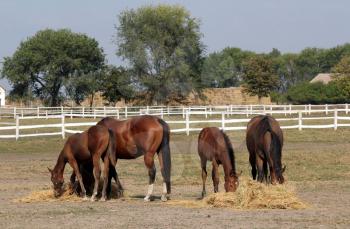 horses and foals eat hay on farm