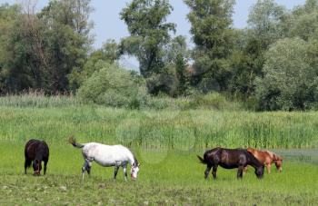 horses on pasture nature farm scene