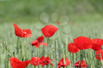 red poppy flower and green wheat nature spring scene