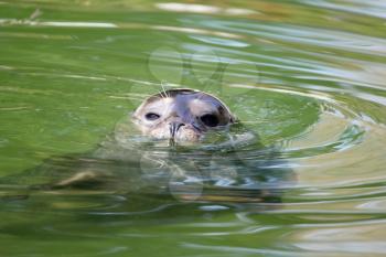 seal in water wildlife scene