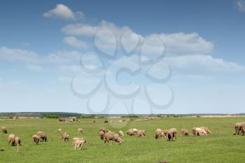 sheep and cows on pasture