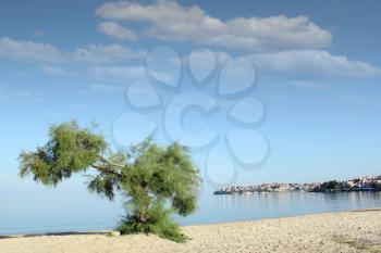 tree on a beach Neos Marmaras
