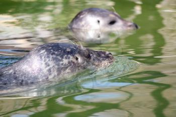 two seal swimming nature scene