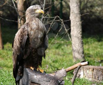 white tailed eagle standing on wood