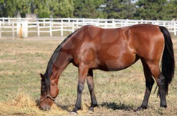 brown horse eating hay in corral ranch scene