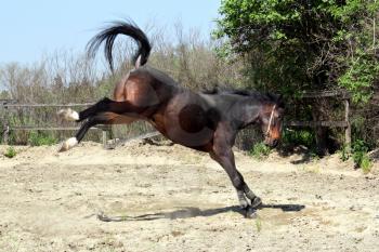 brown horse kicking ranch scene
