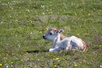 cute little calf lying on pasture