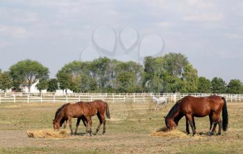 foals and horses eat hay in corral ranch scene