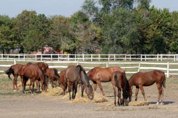 herd of horses eat hay in corral
