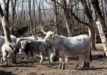 herd of Podolian cows with big horns