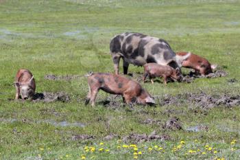 pigs in a mud farm scene