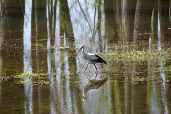 white stork walking on the swamp