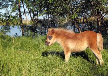 cute brown pony horse foal