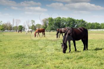 herd of horses grazing ranch scene