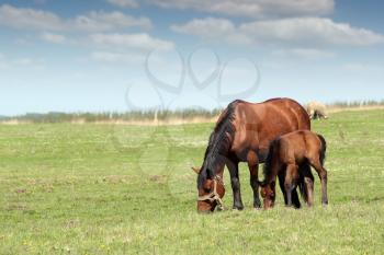 mare and foal on pasture ranch scene