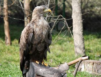 white tailed eagle standing on wood wildlife