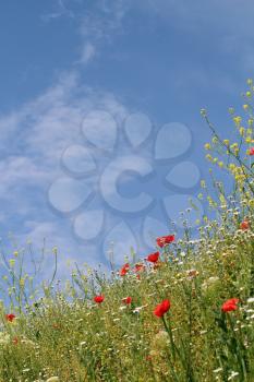 wild flowers and blue sky meadow