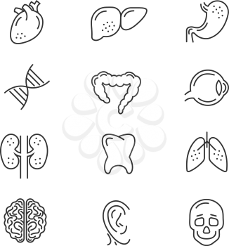 Human organs line icons. Human internal organs detailed  thin line vector signs