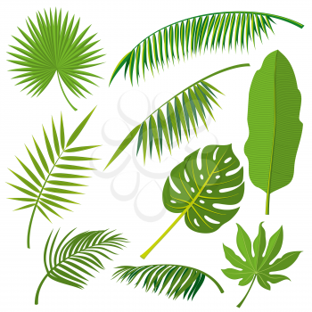 Tropical palm tree jungle leaves vector set. Leaf natural of jungle, green exotic leaves branch illustration