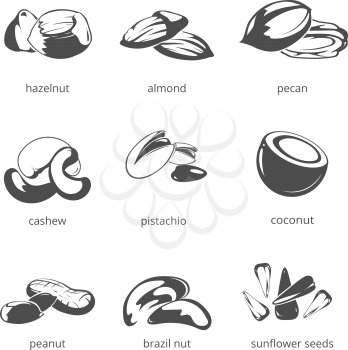 Nuts vector icon set. Natural nuts for health, hazelnut and almond, pecan and cashew nuts illustration
