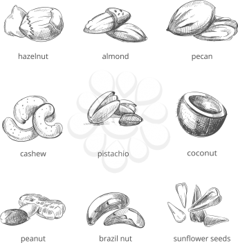 Vector nuts set in hand drawn style. Collection of nuts almond and peanut, walnut and cashew nuts illustration