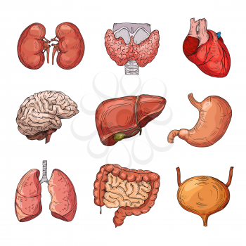 Human internal organs. Cartoon brain and heart, liver and kidneys. Vector body parts isolated. Illustration of human organ, stomach and liver, heart and internal anatomy