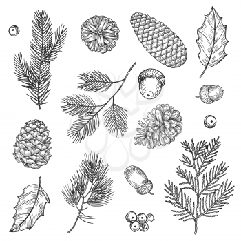 Hand drawn spruce branches and cones vector illustration. Forest elements isolated on white background. Branch fir spruce, nature cone and twig