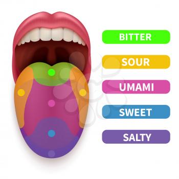 Realistic tongue with basic taste areas. Tasting map in human mouth vector illustration. Umami and salty, bitter and sour
