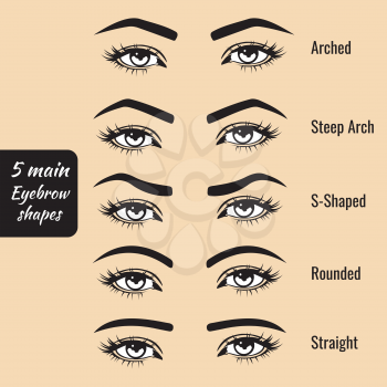 5 basic eyebrow shape types vector illustration. Fashion female brow