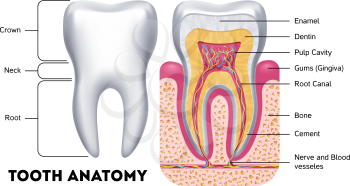 Tooth anatomy vector dental infographics. Medical banner or poster illustration